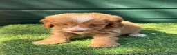 Cockapoo dogs for sale: Gorgeous Toy Cockapoo pups - Advert 6
