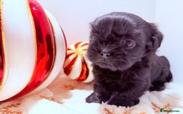 Shih Tzu dogs for sale: 3x Beautiful Pedigree Imperial Shih Tzu Girls - Advert 32