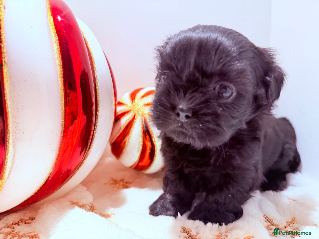 Shih Tzu dogs for sale: 3x Beautiful Pedigree Imperial Shih Tzu Girls - Advert 32