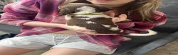 English Springer Spaniel dogs for sale: Springer spaniel pups - Advert 11