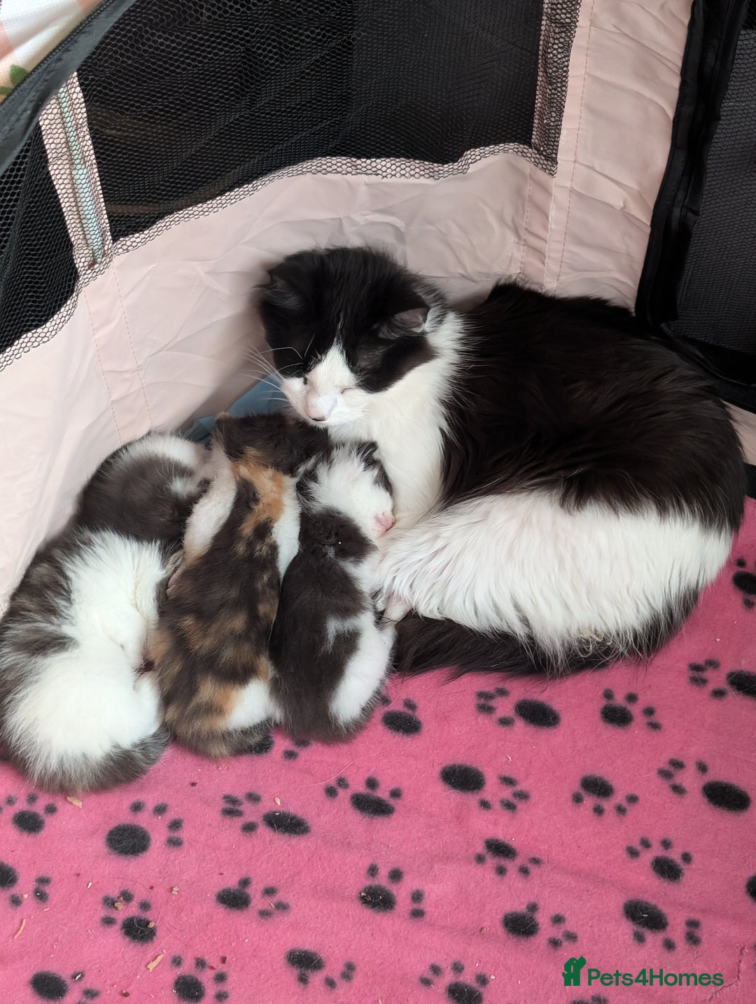Maine Coon cats for sale: Maine coone Cross  - Image 1