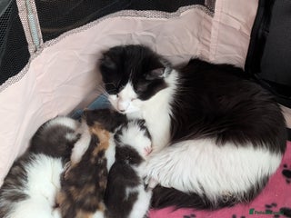 Maine Coon cats - Advert 2