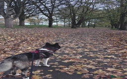 Akita dogs for sale: Quality Family Raised American Akita Puppies - Image 29