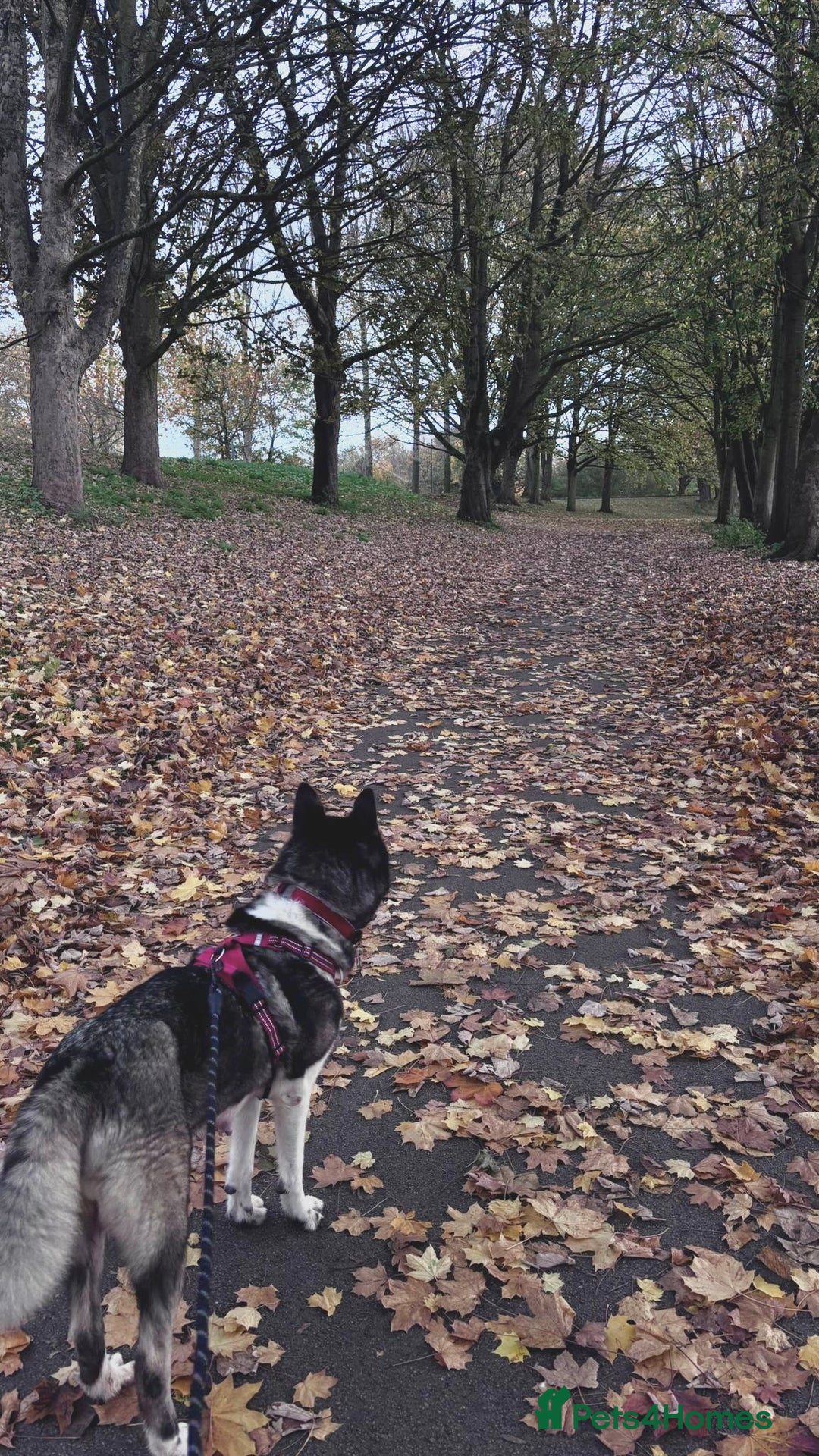 Akita dogs for sale: Quality Family Raised American Akita Puppies - Image 29