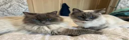 Ragdoll cats for sale: Beautiful female pure blue point ragdoll kitten  - Advert 5