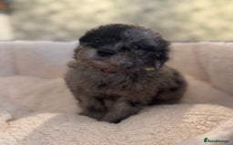 Cockapoo dogs for sale: 🌟 ADORABLE Cockapoo puppies 🌟 ready to leave 🐾 - Image 18