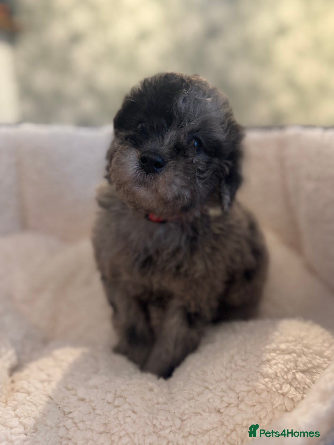 Cockapoo dogs for sale: 🌟 ADORABLE Cockapoo puppies 🌟 ready to leave 🐾 - Image 18