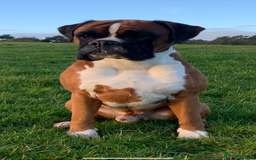 Boxer dogs for sale: Both parents are Heartscored 0 and DM clear KC reg - Image 8