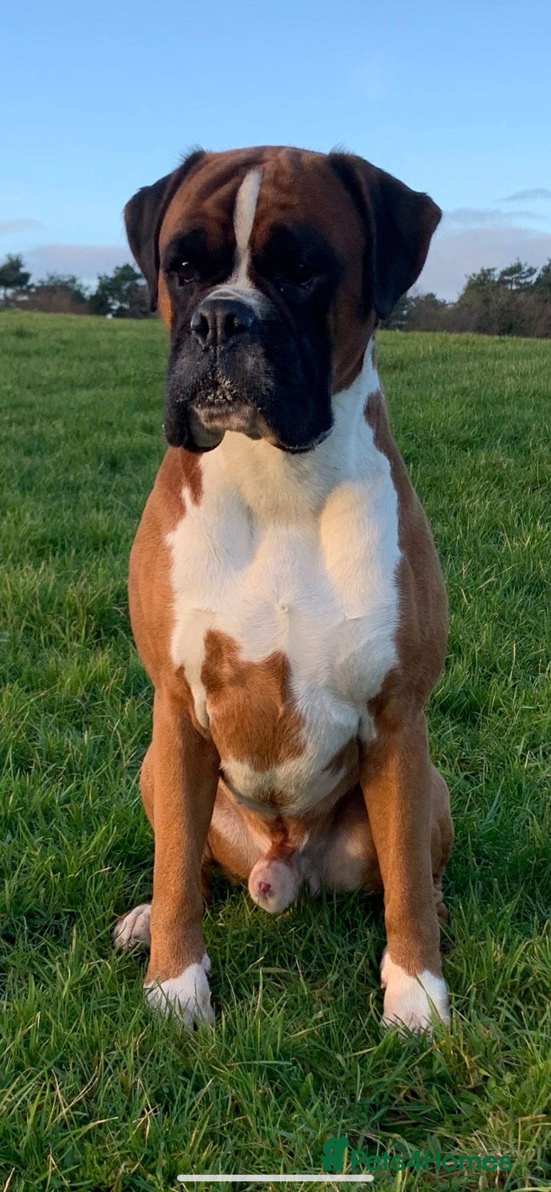 Boxer dogs for sale: Both parents are Heartscored 0 and DM clear KC reg - Image 8