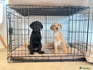 Labrador Retriever dogs Gorgeous Lab Puppies - One Remaining - Ready to go - Advert 1