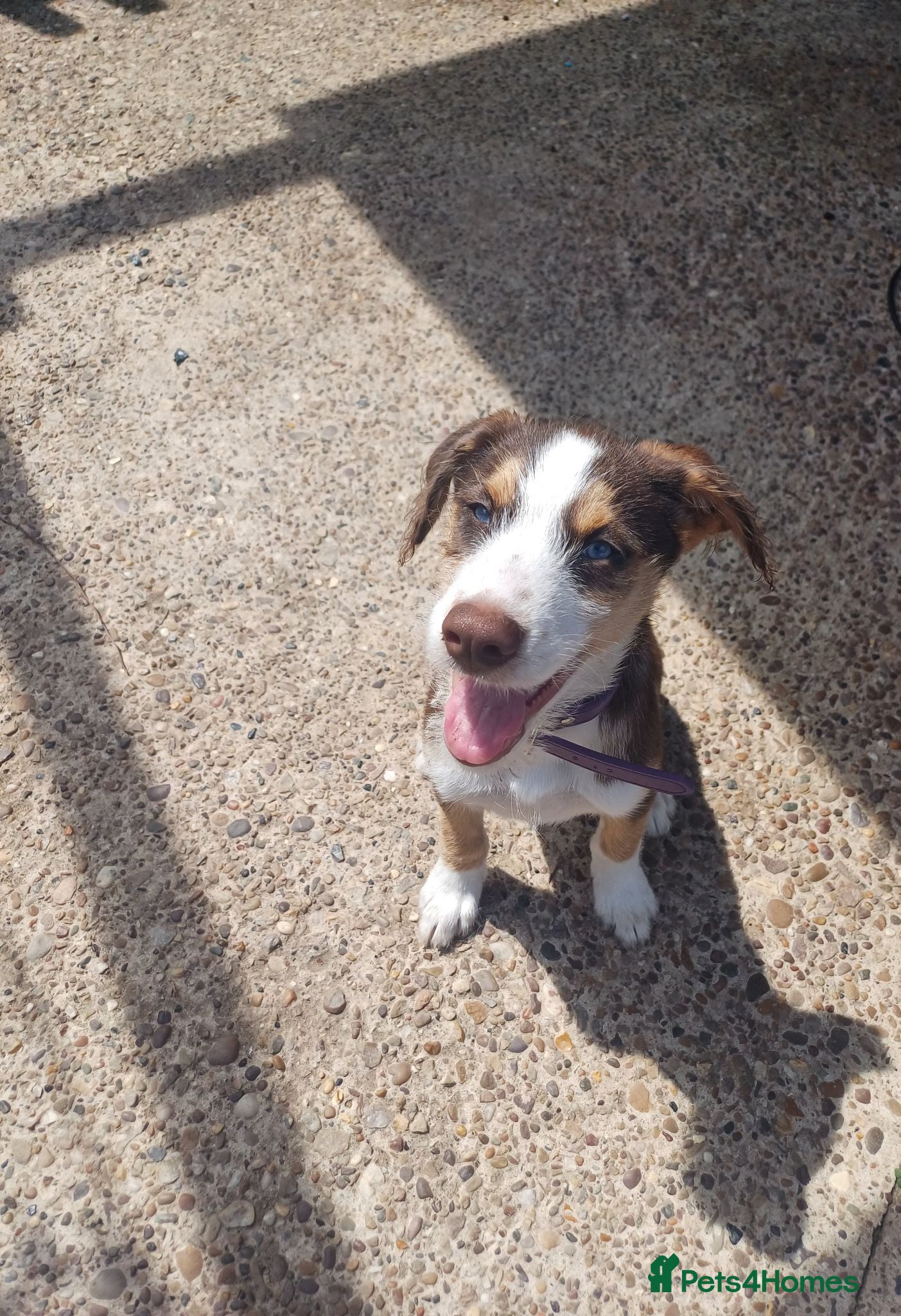 Mixed Breed dogs FULLY VACCINATED STUNNING HUSKYDOODLE - Advert 1