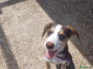 Mixed Breed dogs FULLY VACCINATED STUNNING HUSKYDOODLE - Advert 2