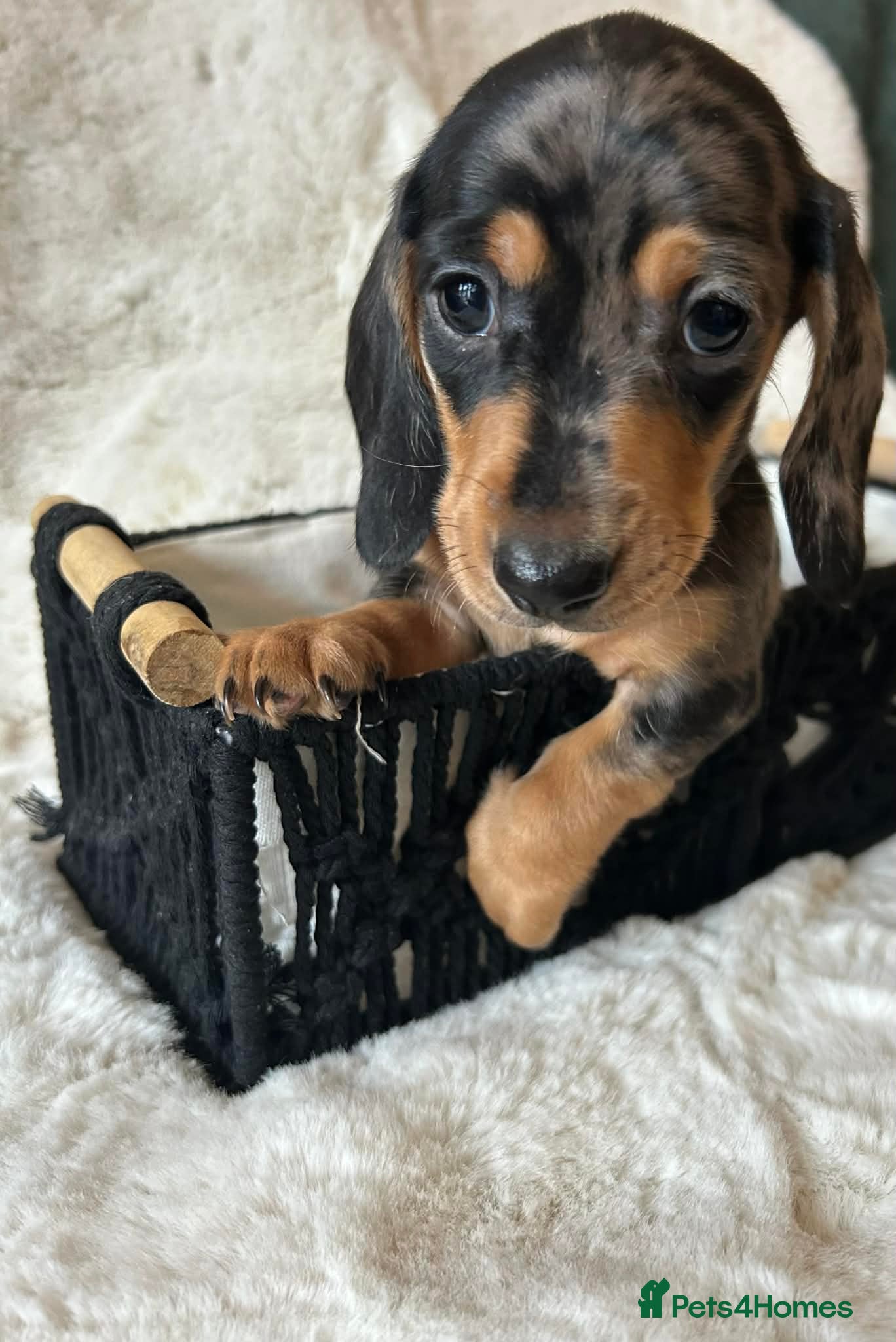 Miniature Dachshund dogs ✨ Miniature Dachshund Puppies ✨ - Advert 15