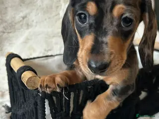 Miniature Dachshund dogs ✨ Miniature Dachshund Puppies ✨ - Advert 15