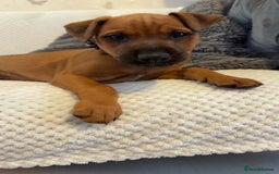 Mixed Breed dogs for sale: whippet mix - Image 14