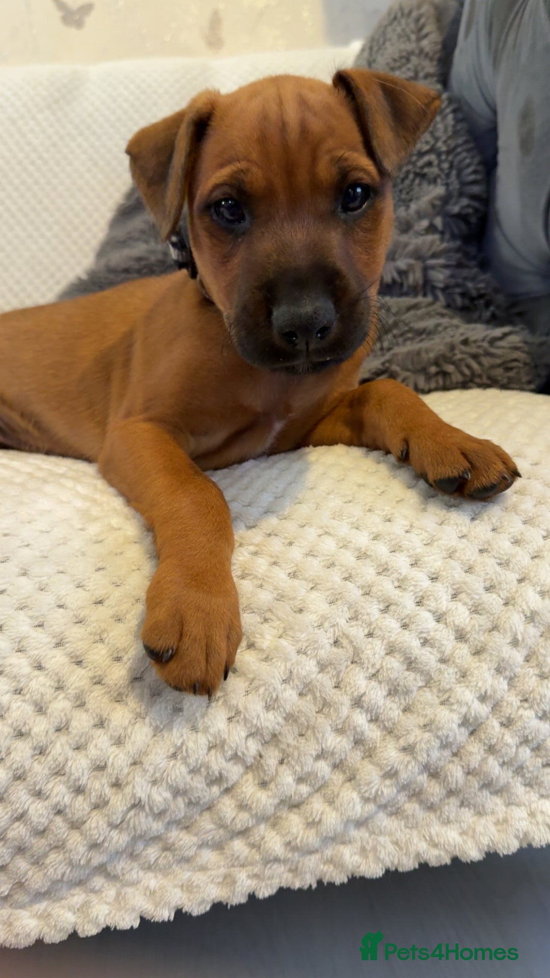 Mixed Breed dogs for sale: whippet mix - Image 14
