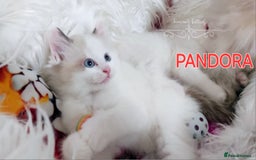 Ragdoll cats for sale: BEAUTIFUL CROSS RAGDOLL/PERSIAN 😻😻😻😻 - Image 4