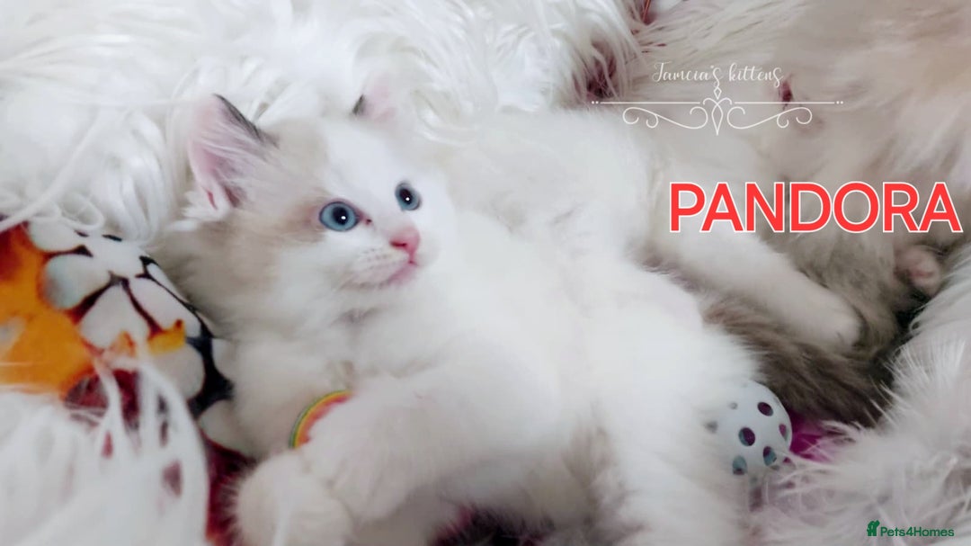 Ragdoll cats for sale: BEAUTIFUL CROSS RAGDOLL/PERSIAN 😻😻😻😻 - Image 4
