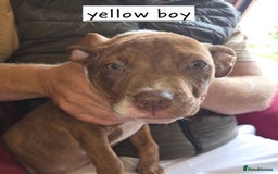 Mixed Breed dogs for sale: Bullmastiff x staff puppies - Image 5
