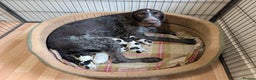 German Wirehaired Pointer dogs for sale: German Wirehaired Pointer Pups - Advert 11
