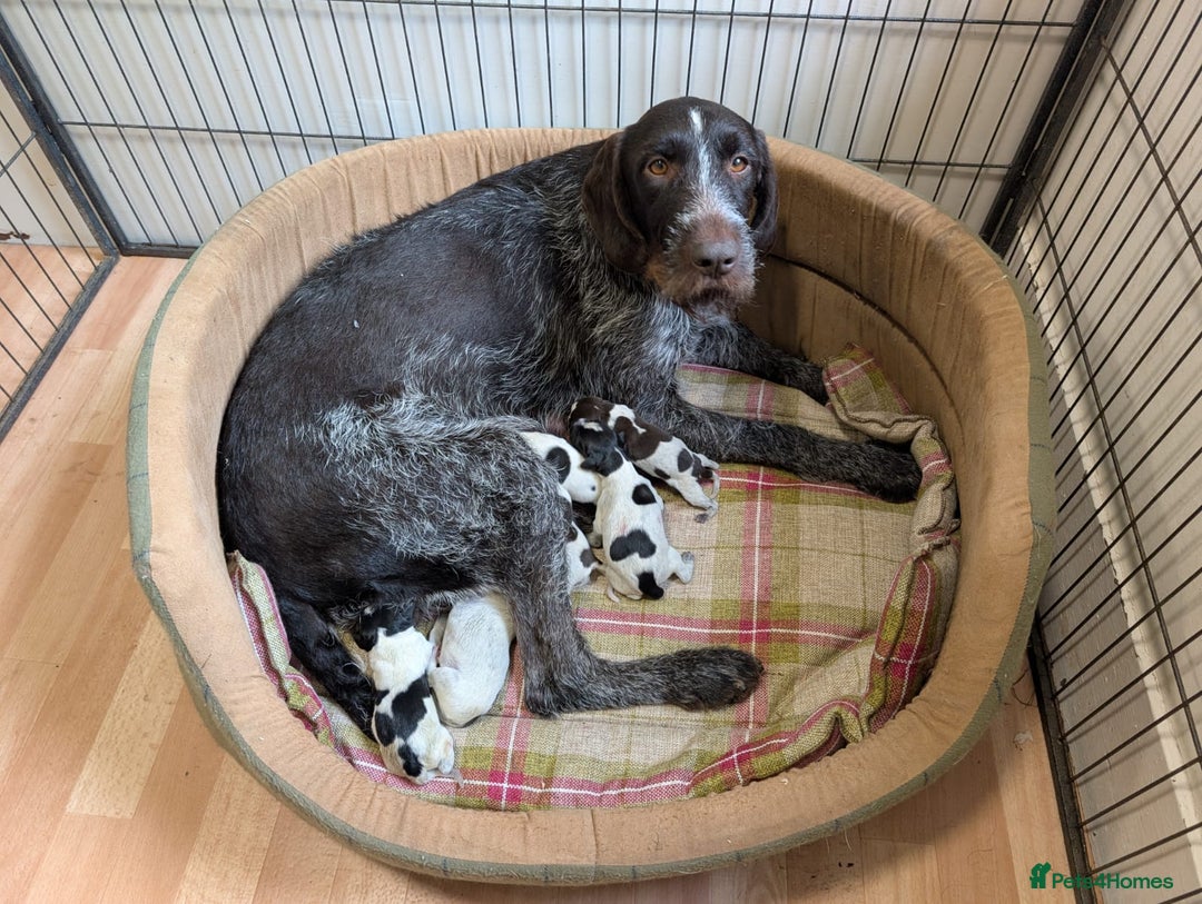 German Wirehaired Pointer dogs for sale: German Wirehaired Pointer Pups - Advert 11