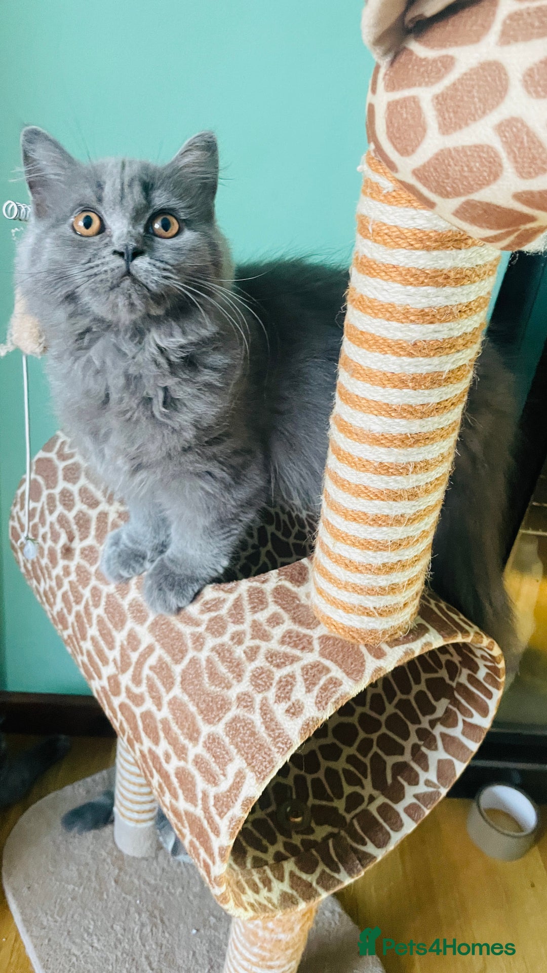 Scottish Fold cats for sale: Beautiful boy and girl looking for forever home ❤️ in Derby - Image 8