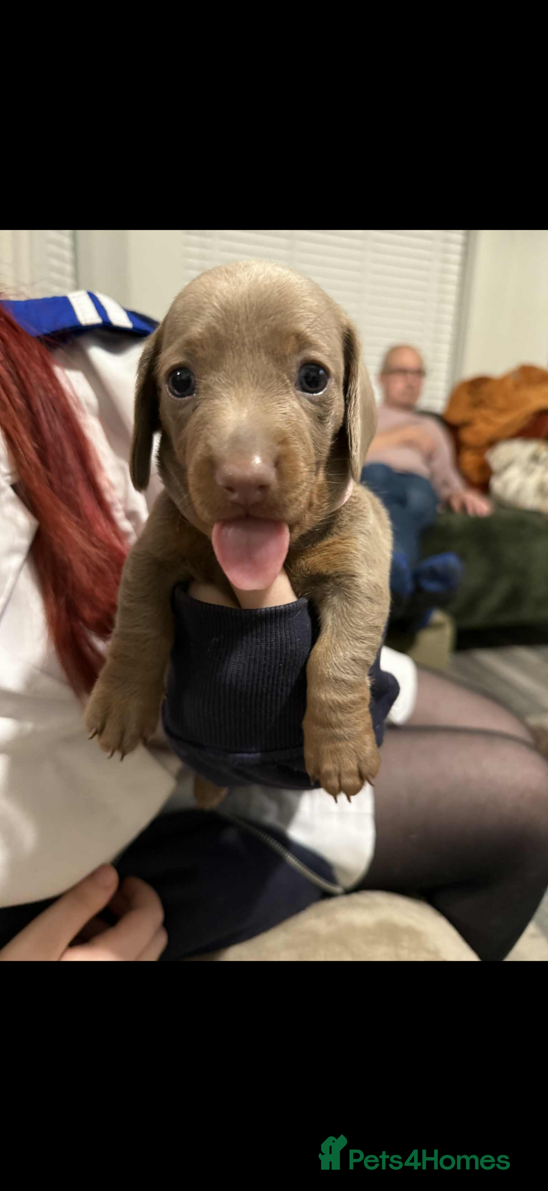 Miniature Dachshund dogs for sale: KC Reg Isabella & Tan Miniature Dachshund Puppies - Advert 11