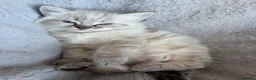 Ragdoll cats for sale: Beautiful ragdoll girls!  - Advert 18
