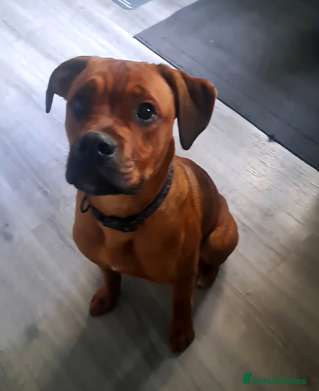 Mixed Breed dogs for sale: Boxodor  - Advert 3