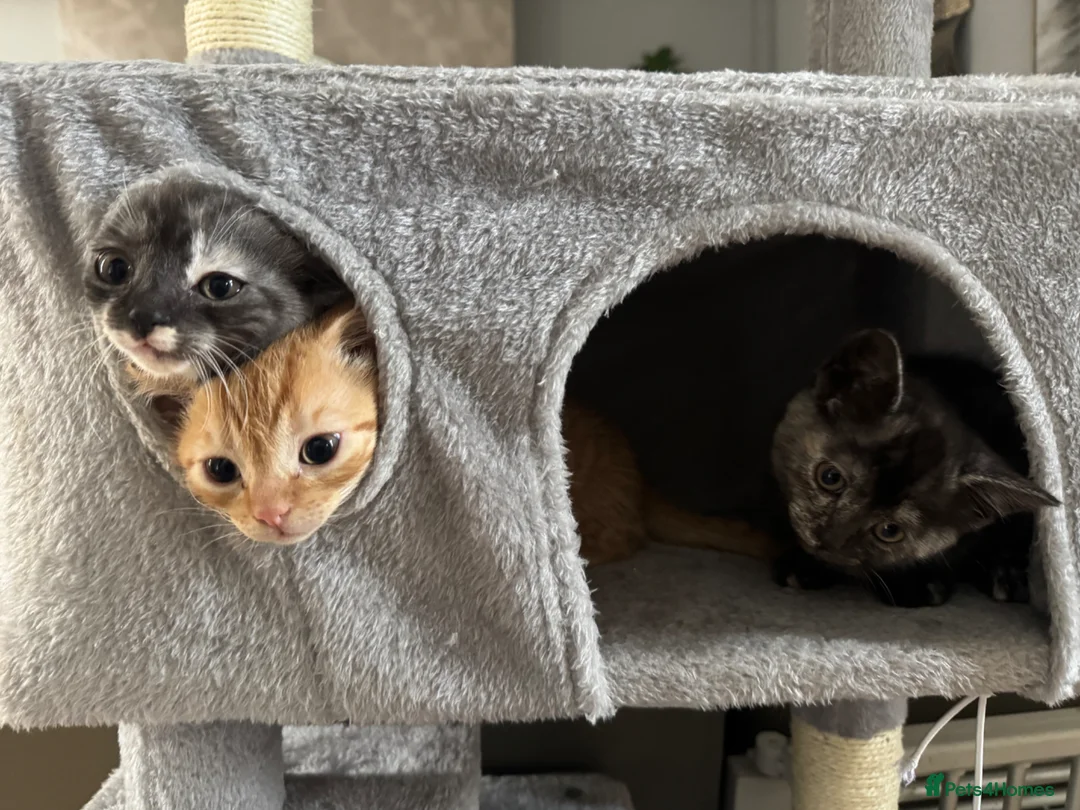 Mixed Breed cats for sale: Adorable, Affectionate Kittens - Advert 23