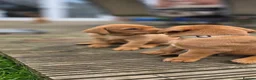 Labrador Retriever dogs for sale: KC Reg. Fox Red Labrador Pups from Working Lines - Advert 5