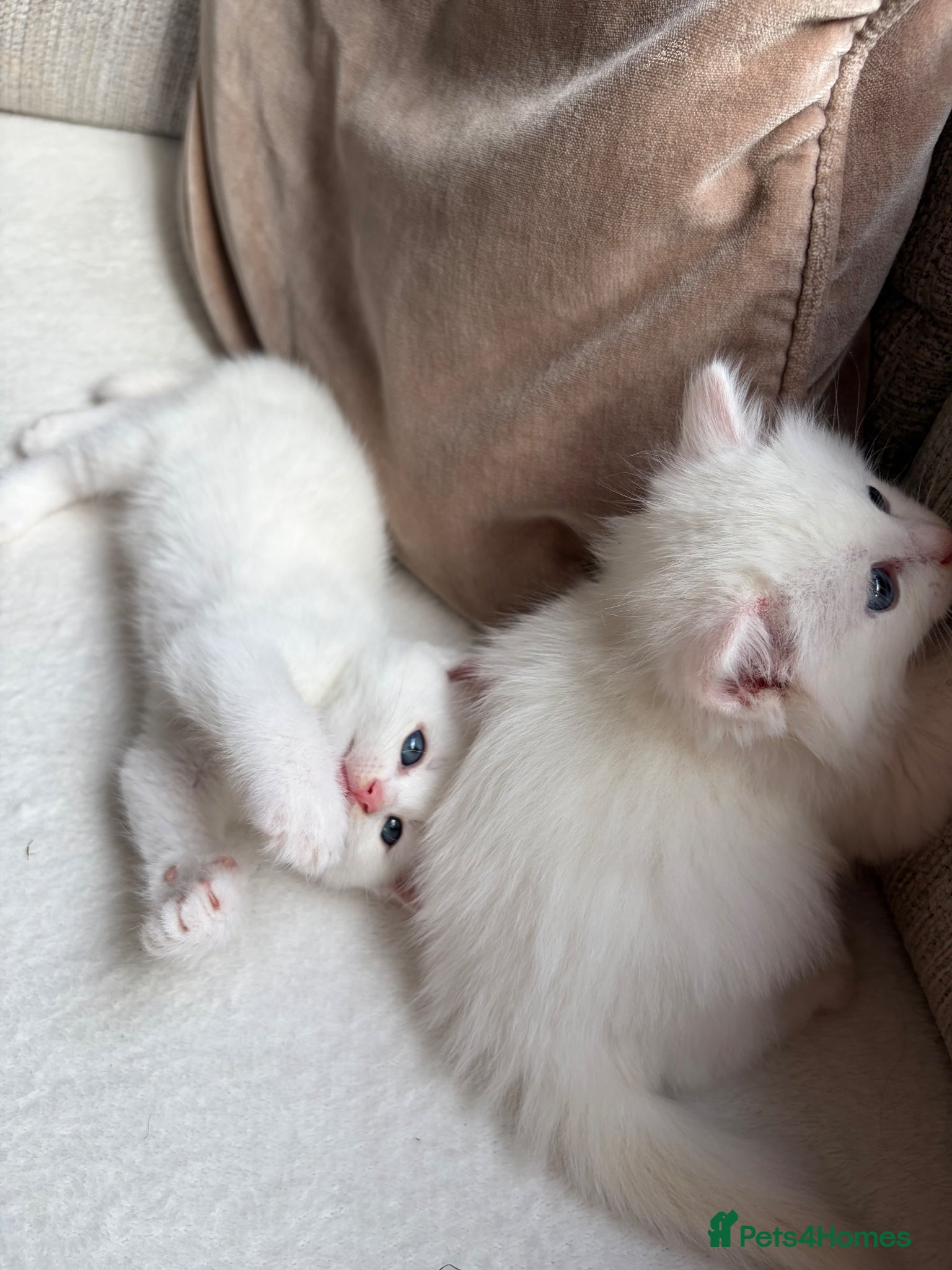 Mixed Breed cats 4 adorable kittens for sale  - Advert 1