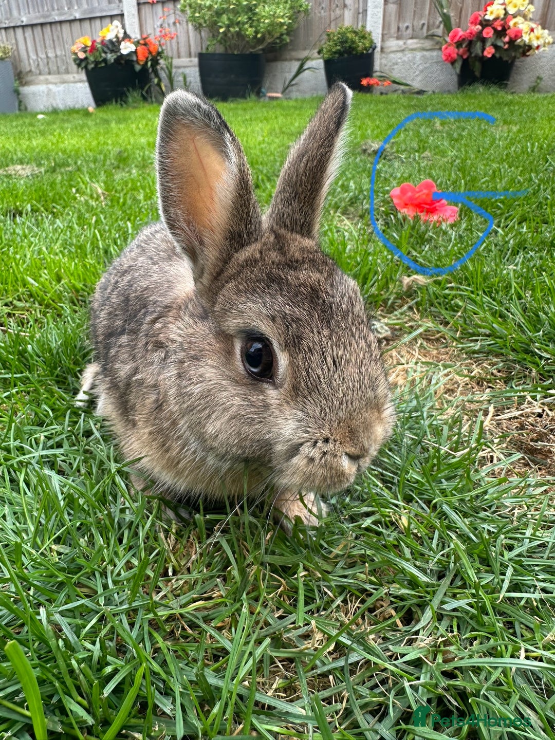 Netherland Dwarf rabbits for sale: Netherland Dwarf Rabbits For Sale  - Image 14