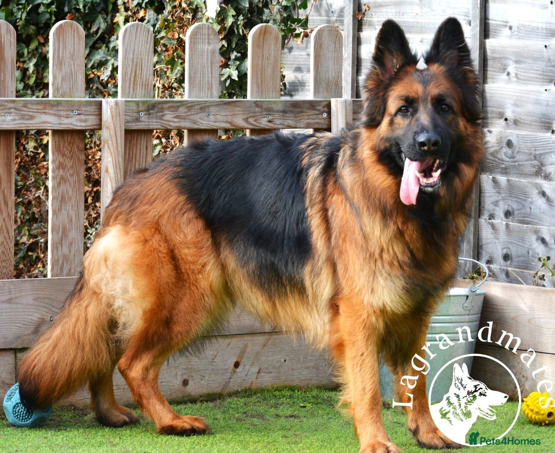 German Shepherd dogs for sale: Retired home needed for a GSD health tested female - Image 8