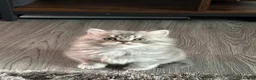 British Shorthair cats for sale: Amazing pure breed BSH/BLH - Advert 17