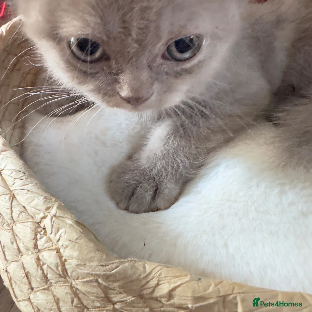 British Shorthair cats for sale: British shorthair kittens❤️❤️❤️❤️ in Bury - Advert 12