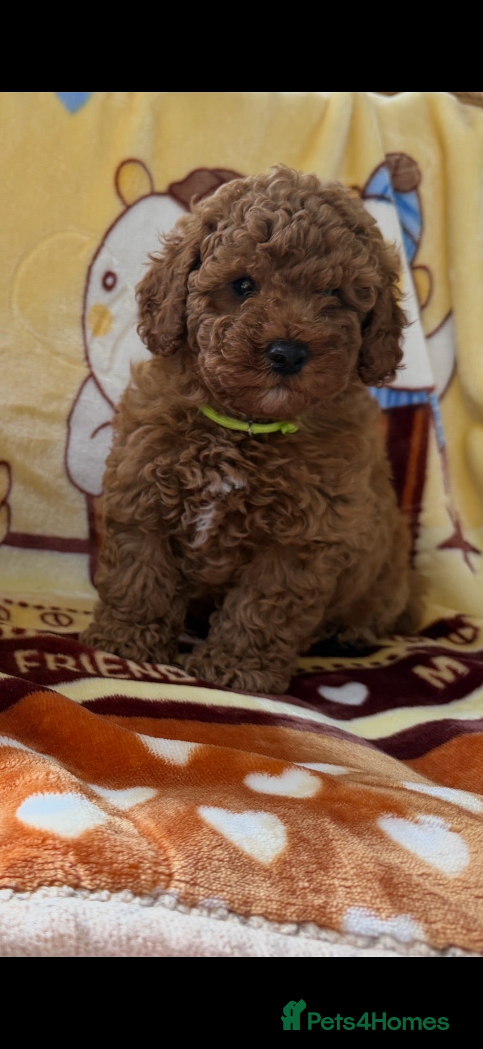 Toy Poodle dogs Beautiful toy poodle boys  - Advert 2