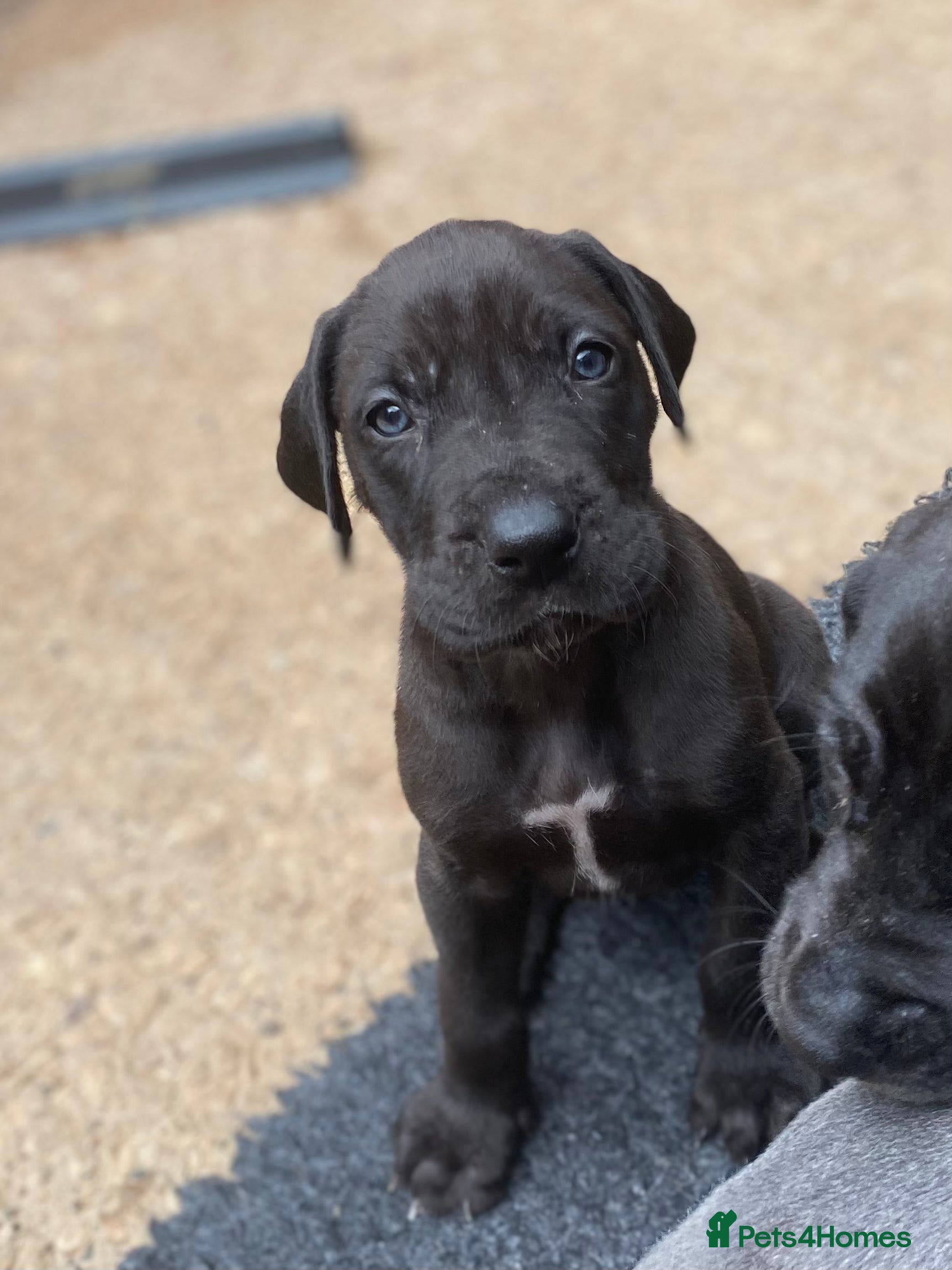 Great Dane dogs Great Dane Pups last one , Our 3rd Generation. - Advert 1