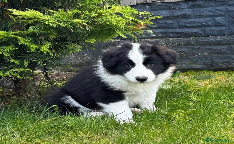 Border Collie dogs - Advert 3