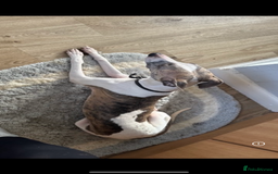 Whippet dogs for sale: Beautiful blue whippets  - Image 5