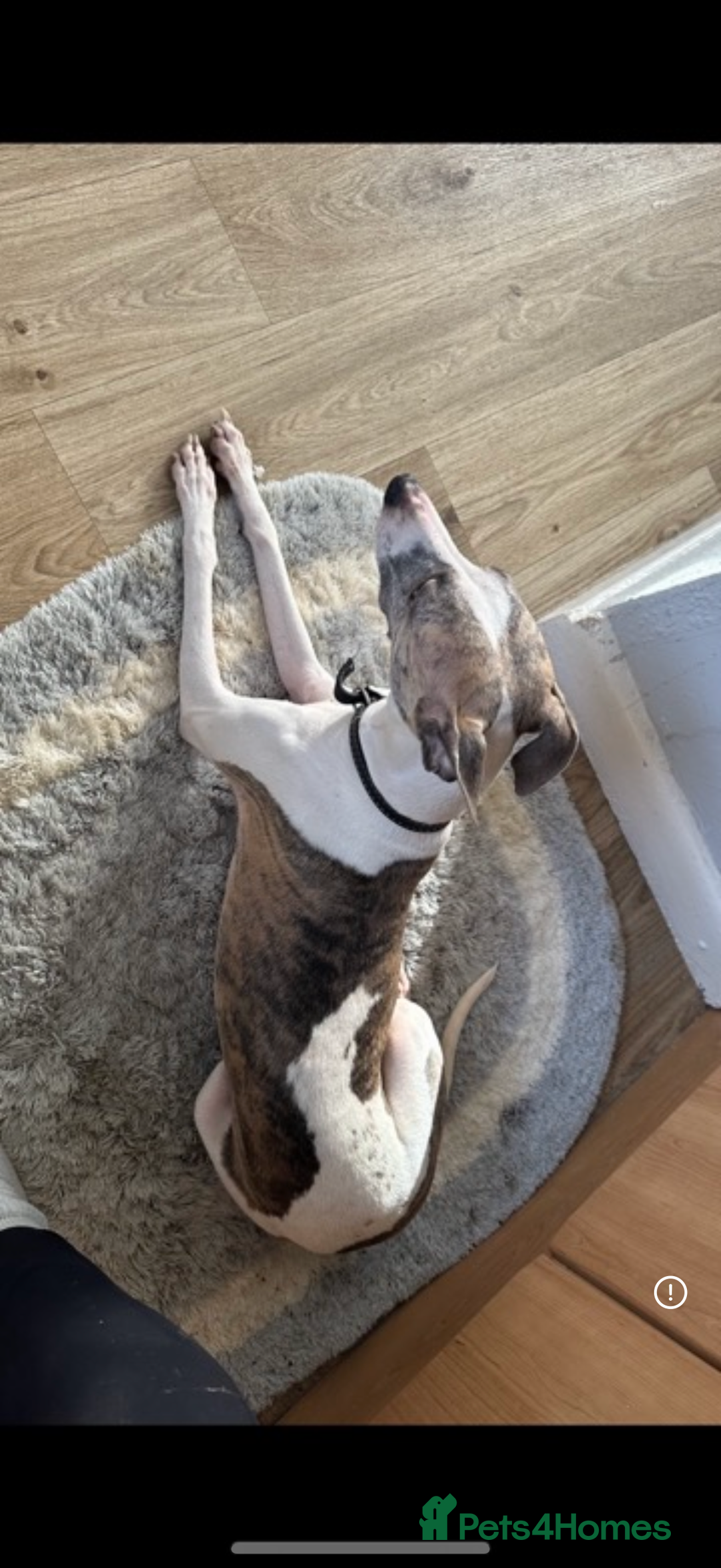 Whippet dogs for sale: Beautiful blue whippets  - Image 5