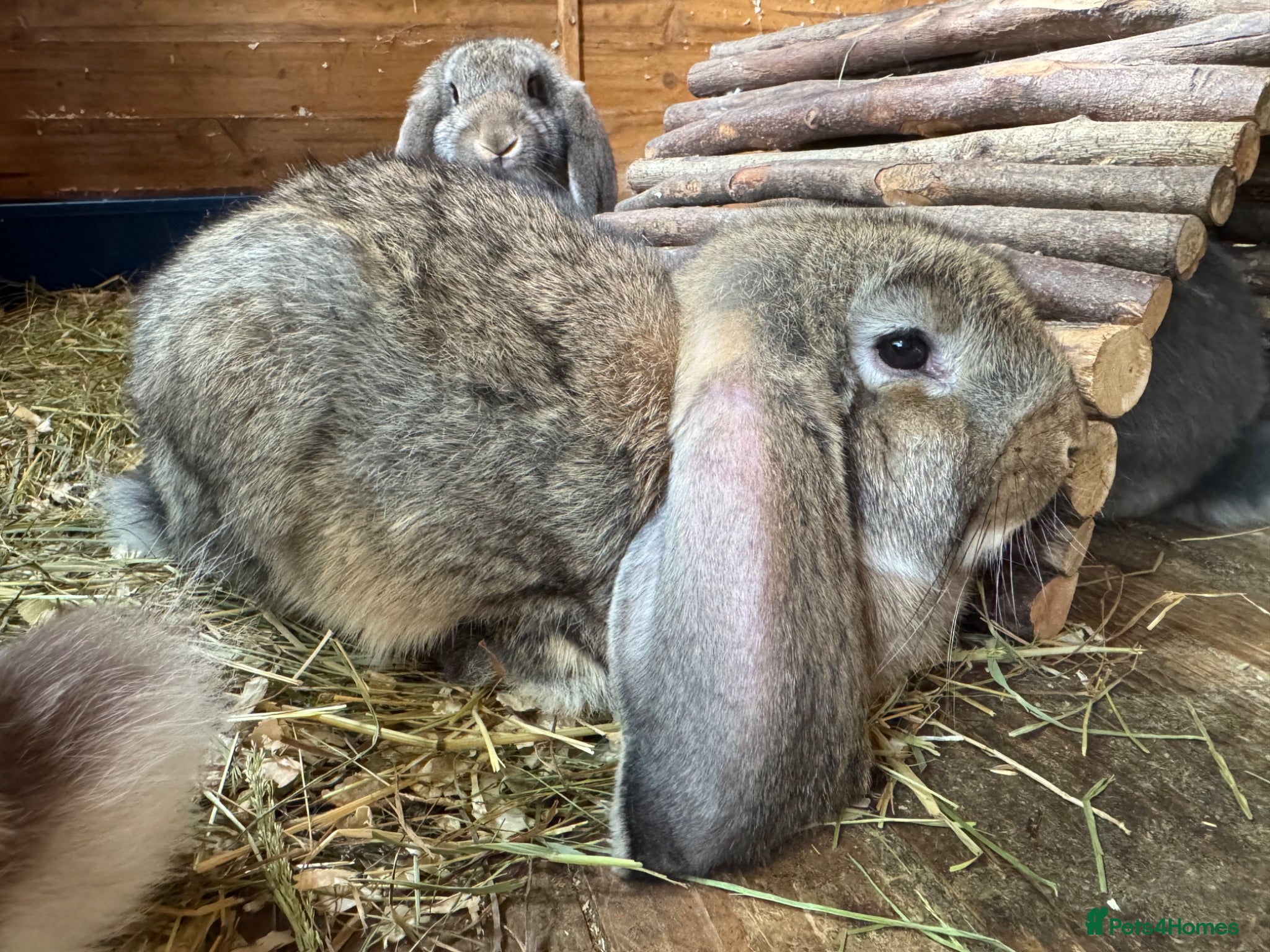 French Lop rabbits Ready in 1 Week • Quality French Lop Bunnies - Advert 1