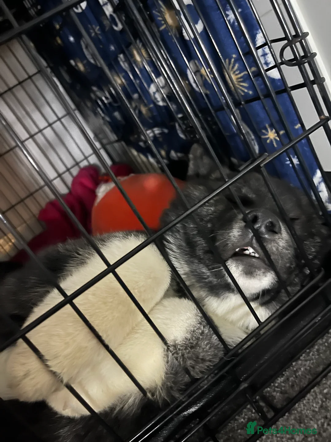 Japanese Akita Inu dogs for sale: Hades Rehome  - Advert 7