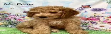 Labradoodle 1