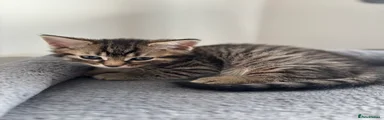 🤎 Maine Coon Kitten 1 