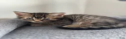 Maine Coon cats for sale: Adorable Mix Maine coon & American shorthair  - Advert 20