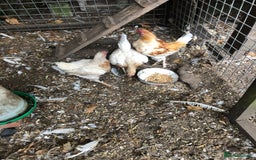 Chickens poultry for sale: PURE BRED PILE OLD ENGLISH GAME - Image 1