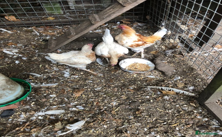 Chickens poultry - Advert 14