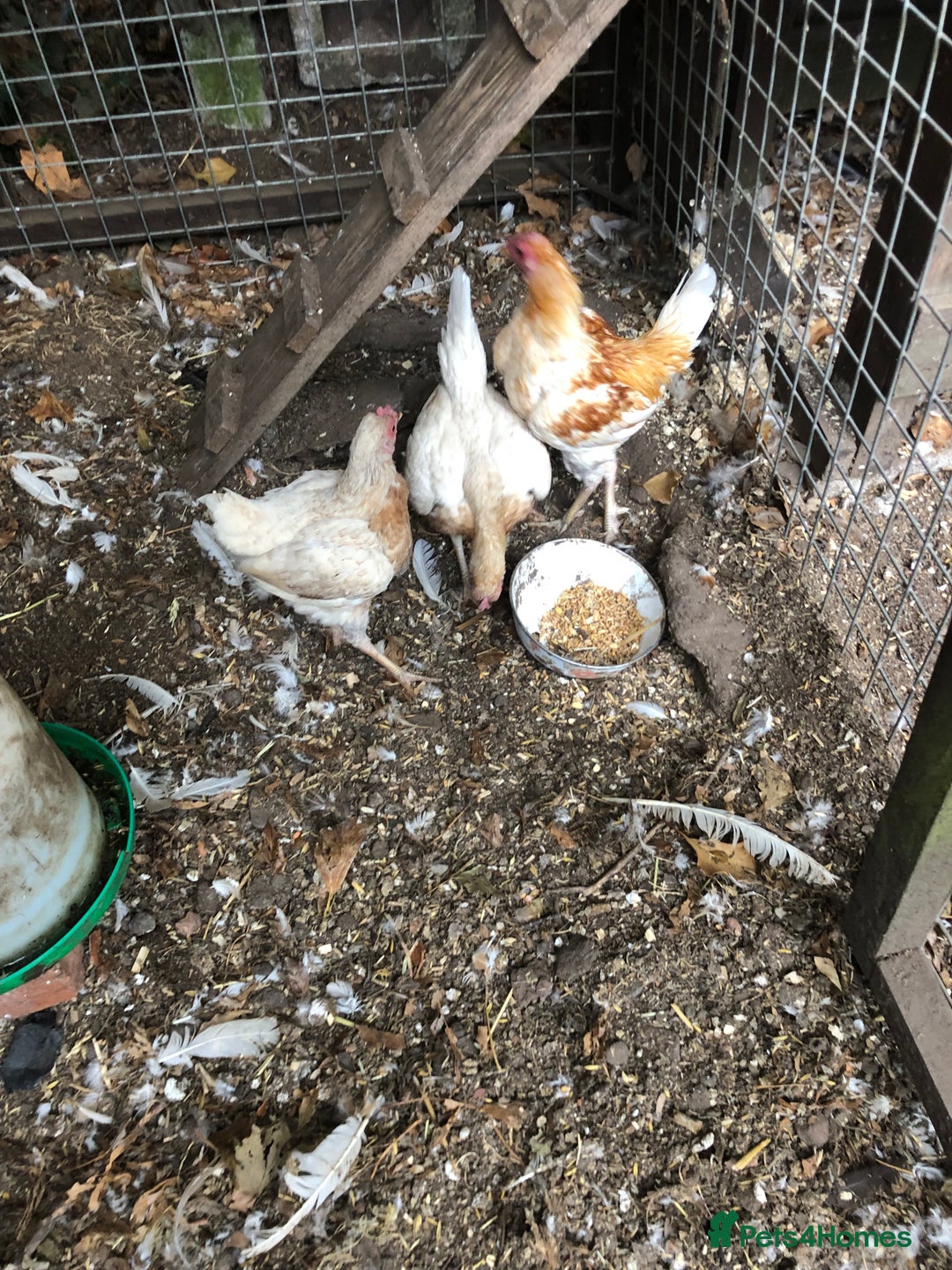 Chickens poultry for sale: PURE BRED PILE OLD ENGLISH GAME - Image 1