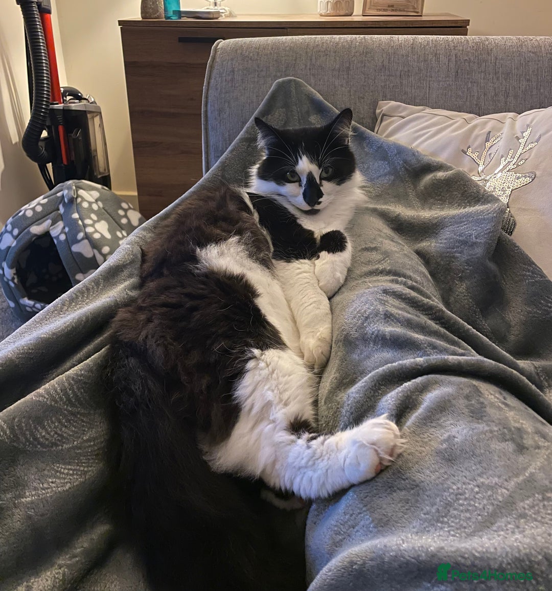 Domestic Shorthair cats for sale: Jesse - male 7 years old - Advert 5